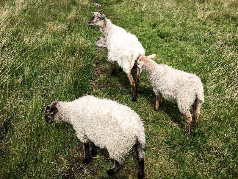 Besök hos fåren på Galterö