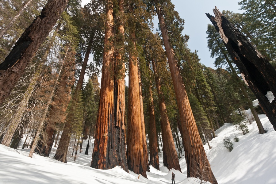 Vandra bland världens längsta träd - upptäck Sequoia nationalpark